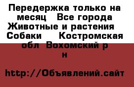 Передержка только на месяц - Все города Животные и растения » Собаки   . Костромская обл.,Вохомский р-н